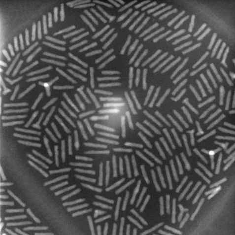 Nanorods unter dem Elektronenmikroskop